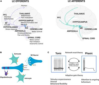 From pupil to the brain: New insights for studying cortical plasticity through pupillometry